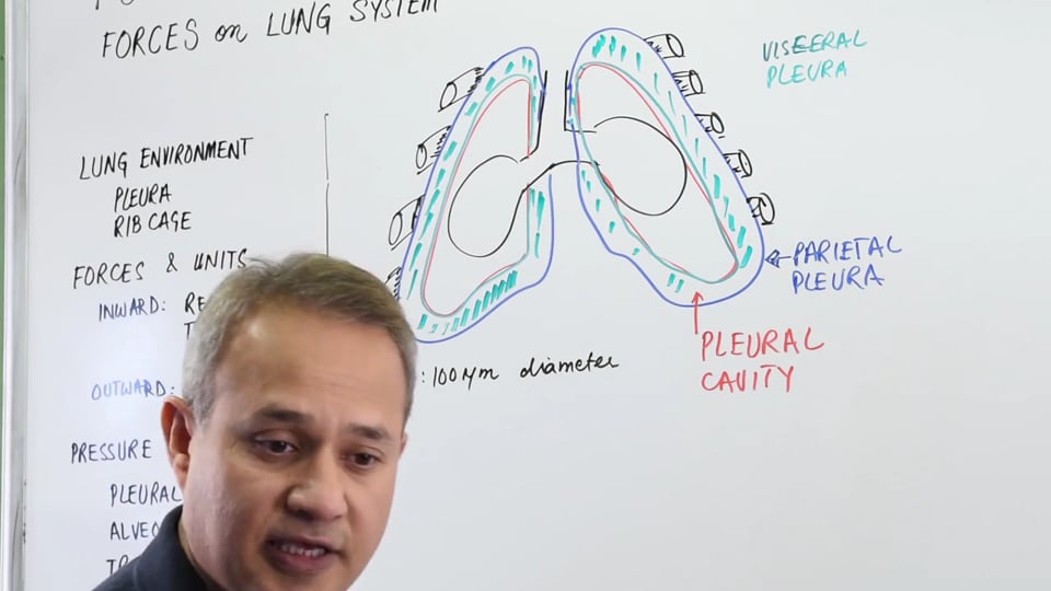 Forces on the Lung System
