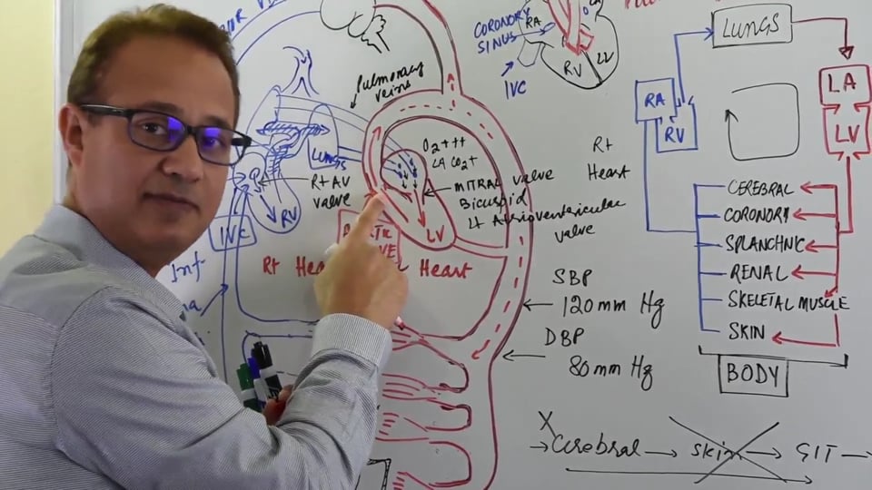 General Principles of Hemodynamics (Part 2)