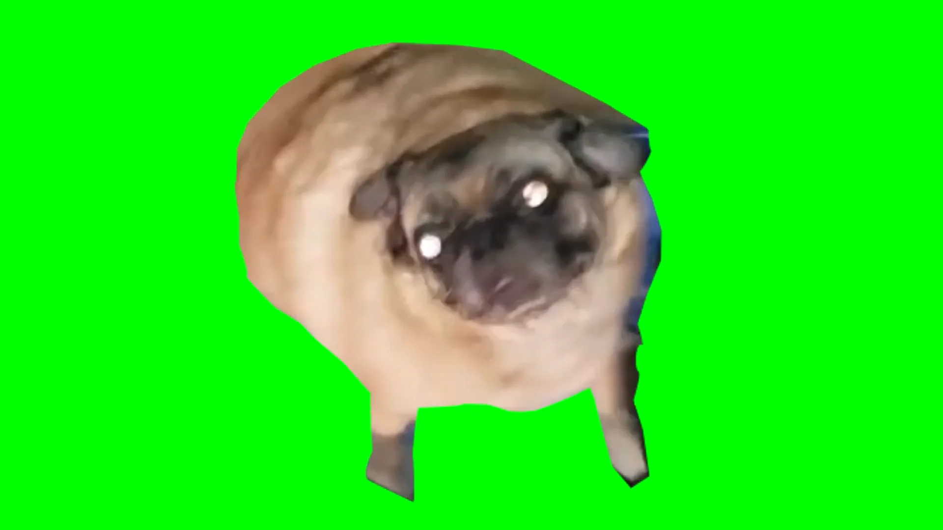 мопс флексит. мопс флексит мем. танцующий толстый мопс. танцующий мопс. мопс танцует.