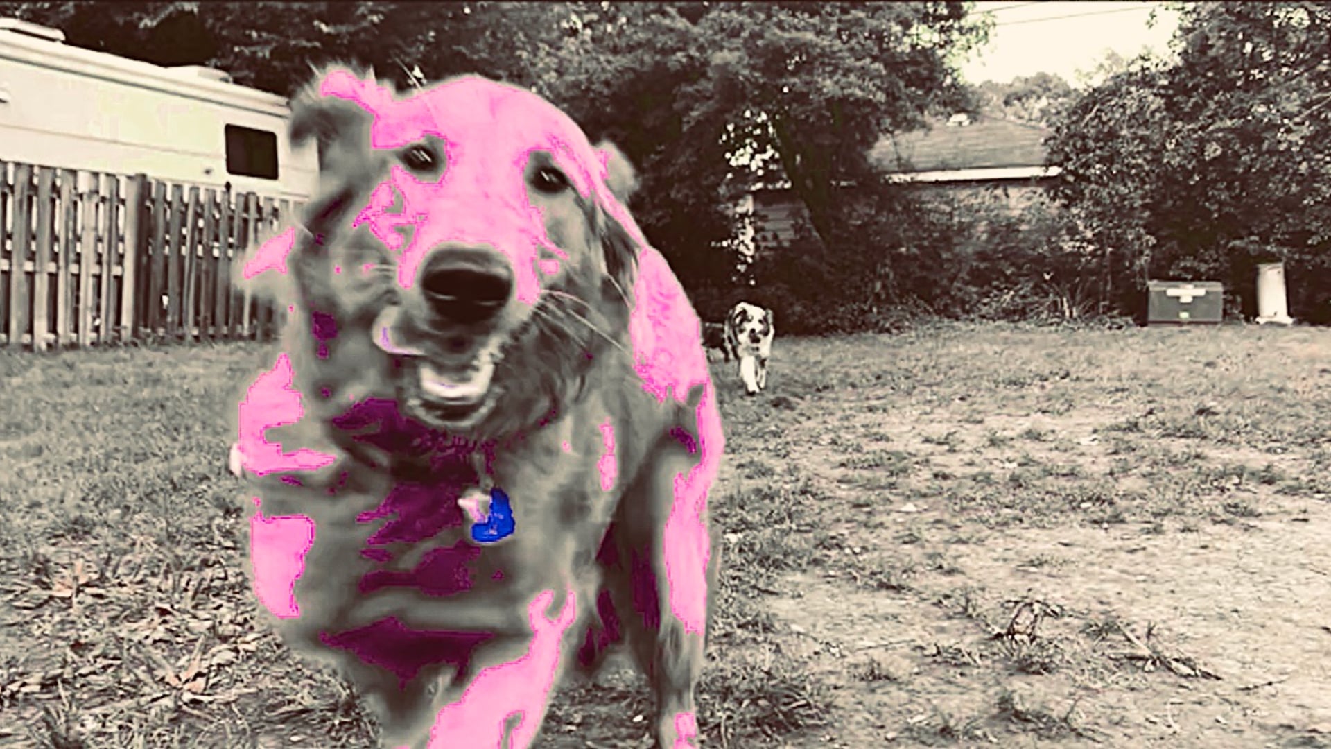 A Week's Worth of Wagventures Pt. II