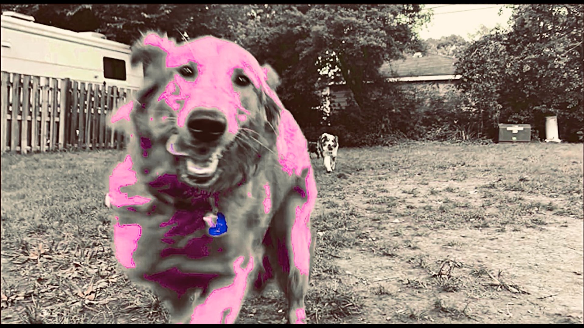 A Week's Worth of Wagventures Pt. II