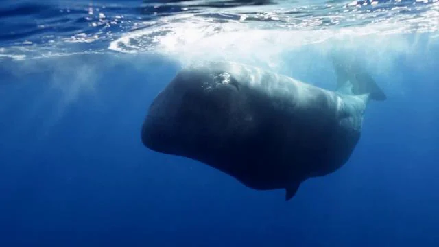 Spermwhales of the Acores on Vimeo