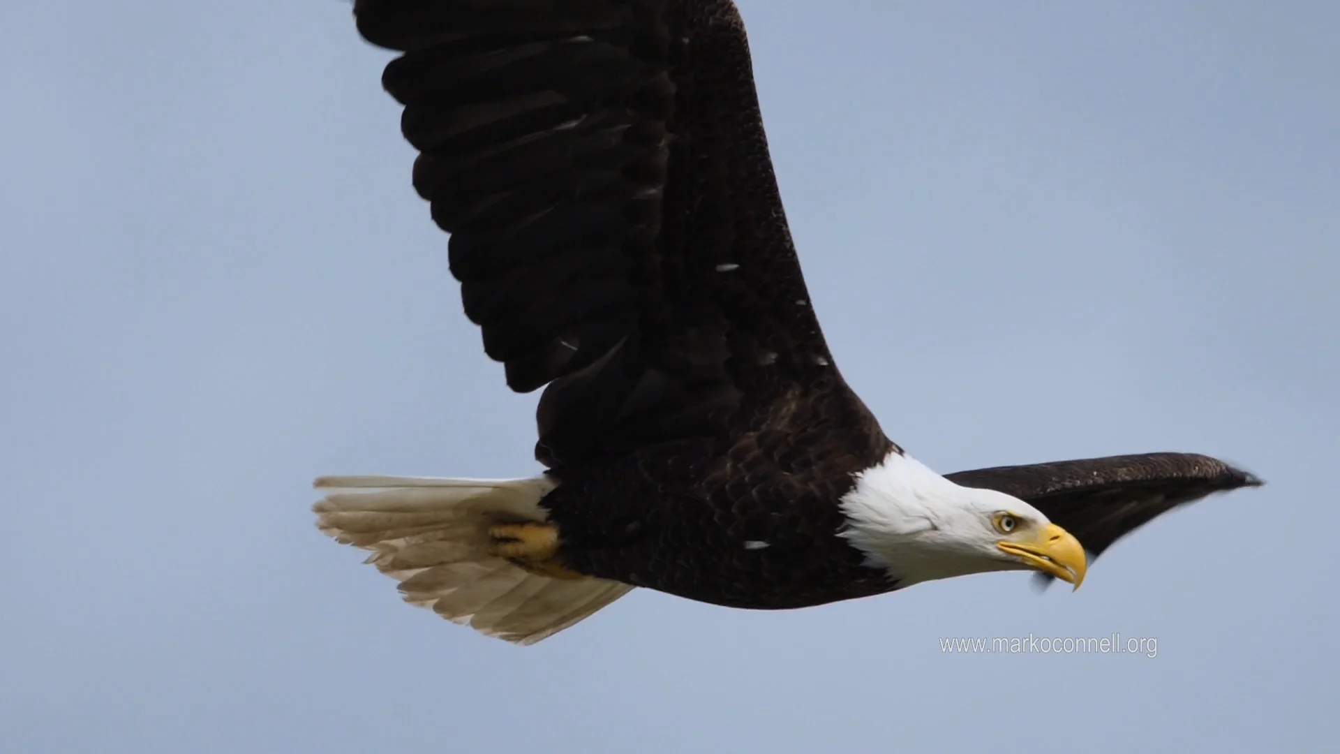 Montage Eagles On Vimeo