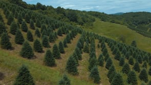 About Hart-T-Tree Farms