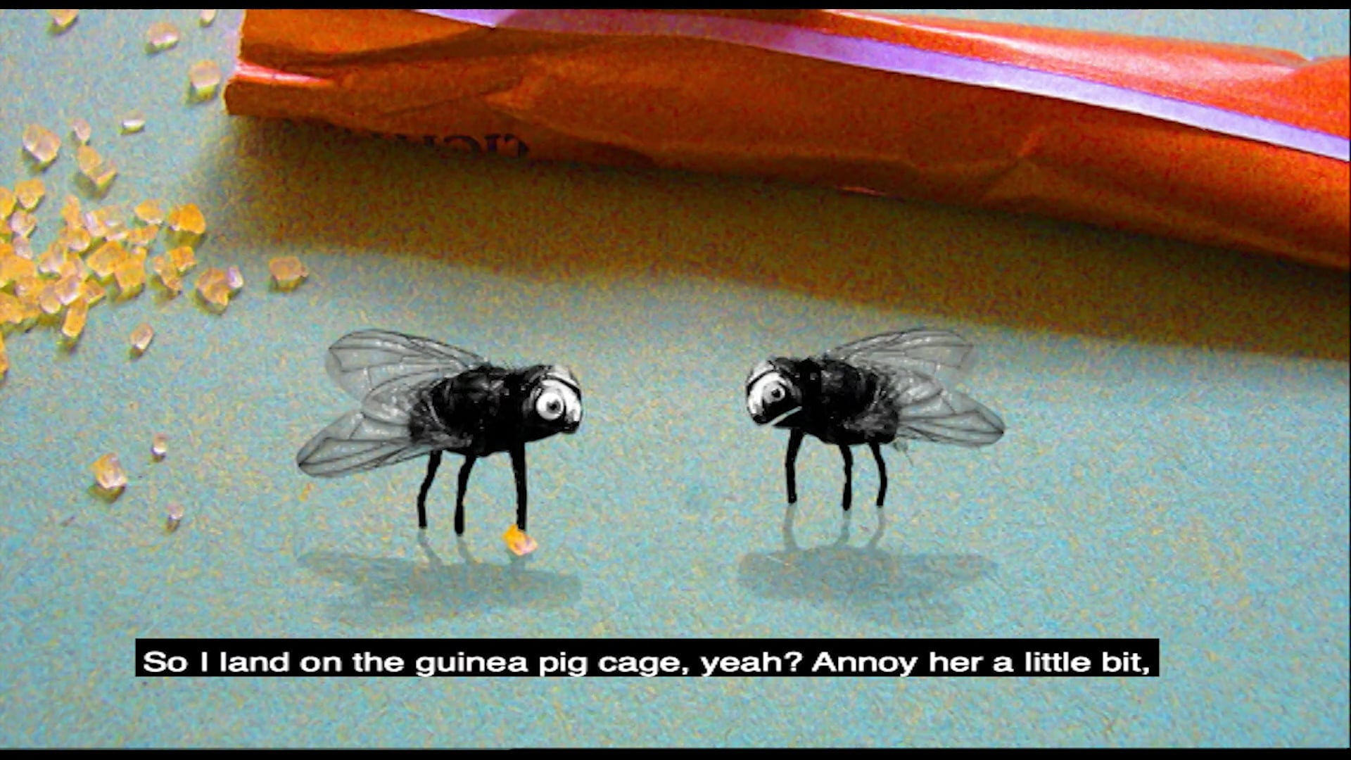 Flies in guinea pig cage online