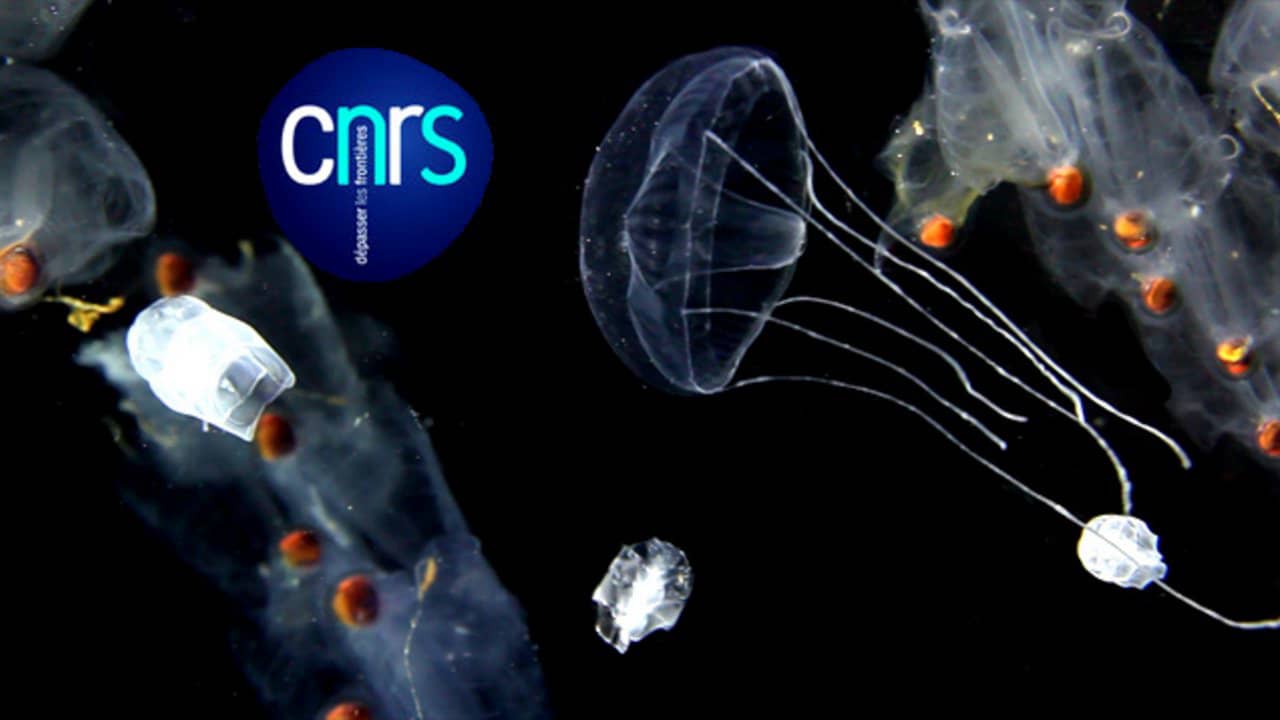 Gelatinous Zooplankton on Vimeo