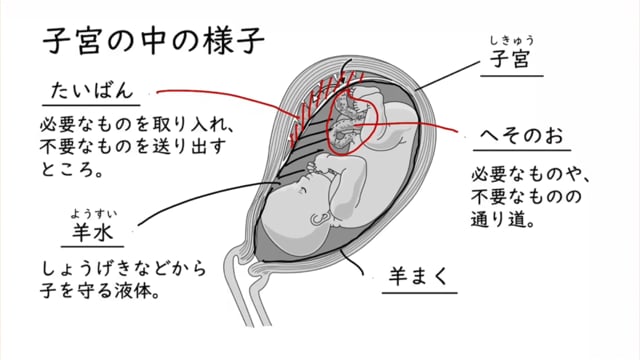 人のたんじょう Ict教材eboard イーボード