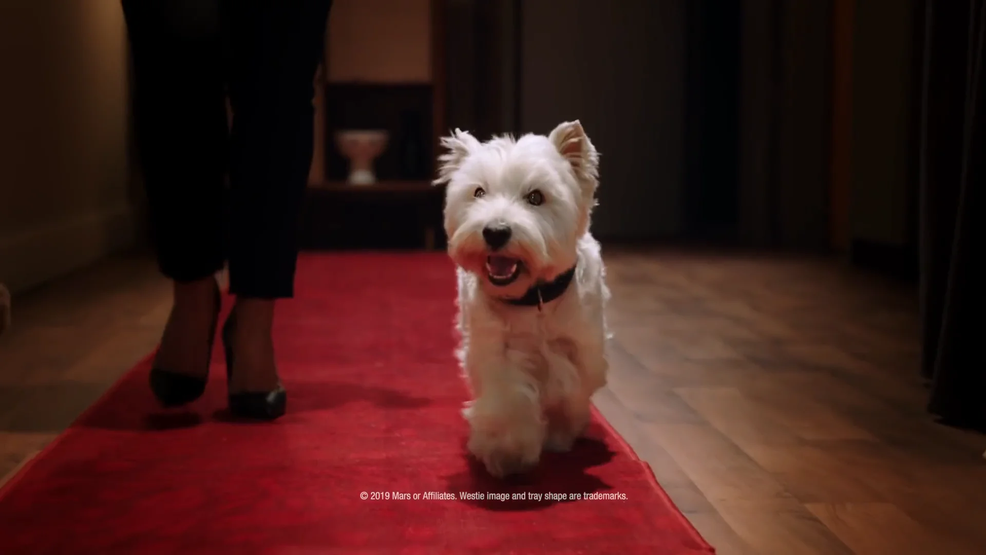 What kind of dog is outlet on the cesar dog food commercial