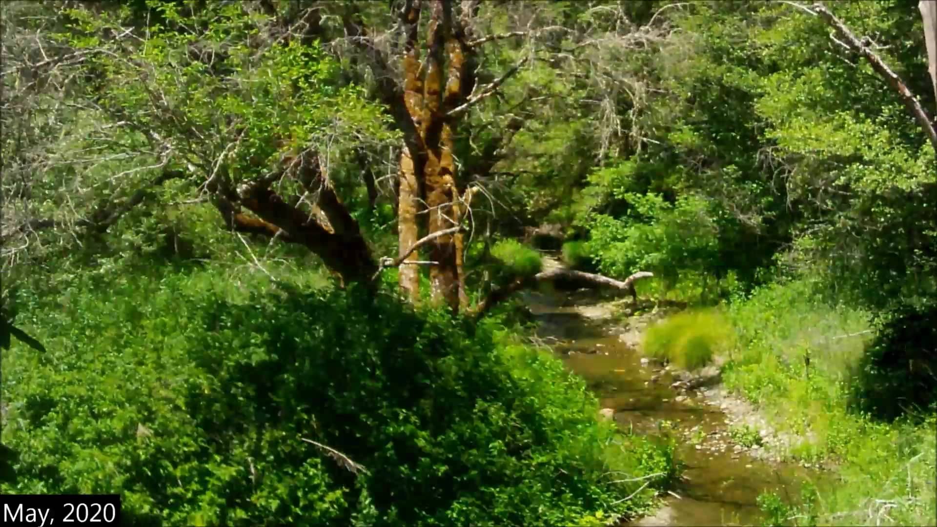 Big Rock Creek Flows Feb 2020 to June 2020 on Vimeo