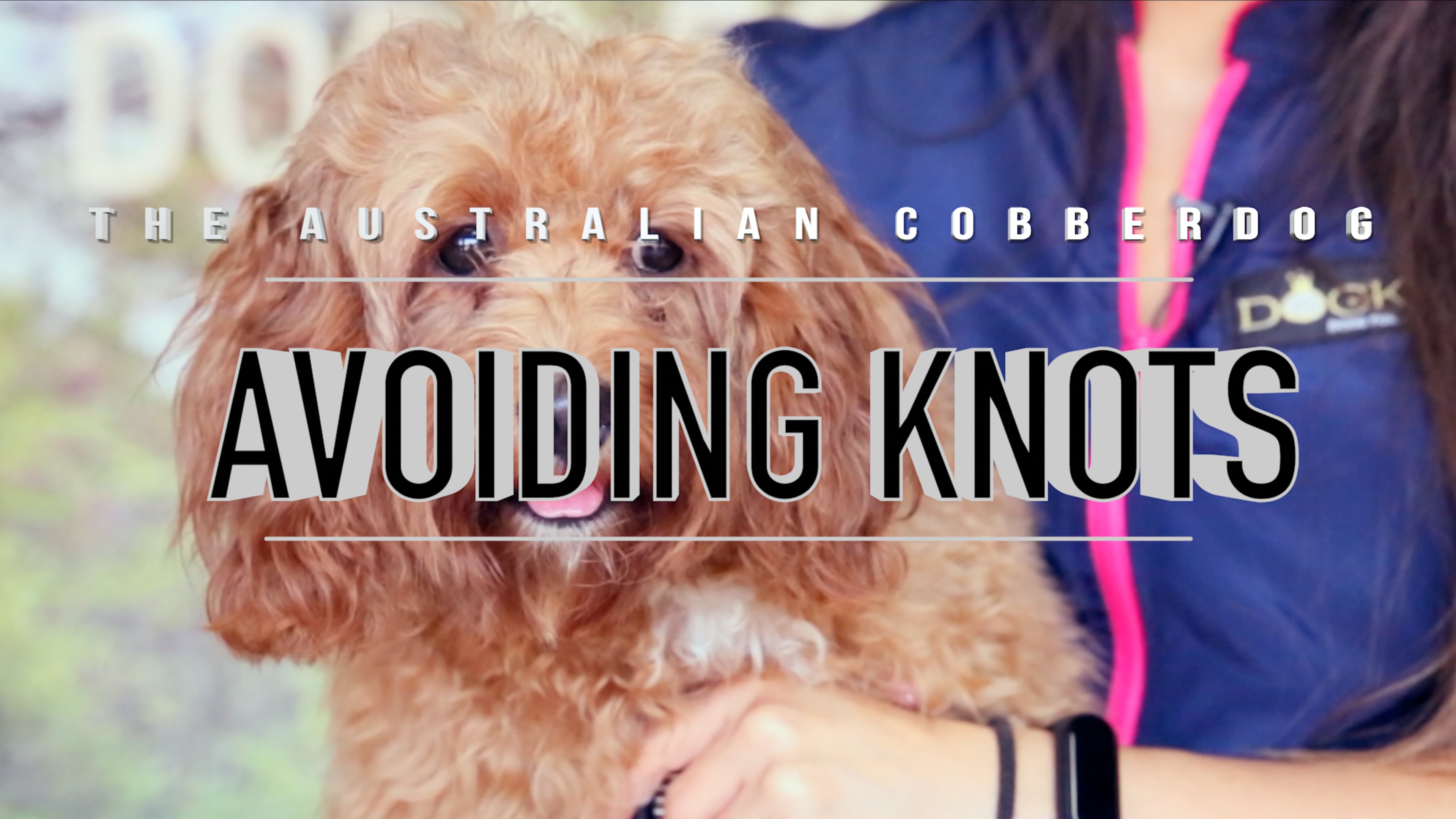 How to avoid knots with the Australian Cobberdog - DOG KING