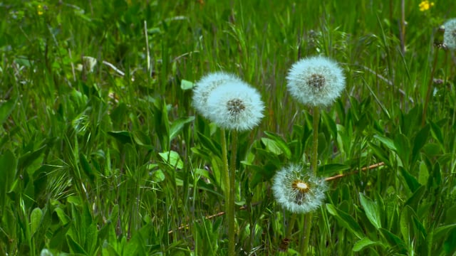 640px x 360px - Wildflower Flowers Dandelion - Free video on Pixabay