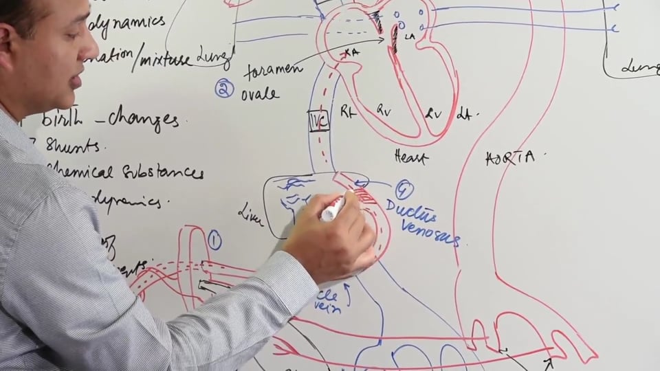 Fetal Circulation