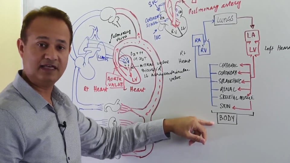 General Principles of Hemodynamics (Part 1)