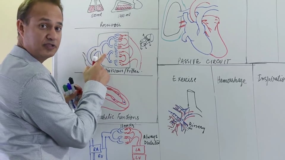 Pulmonary Vessels: Metabolic and Reservoir Function