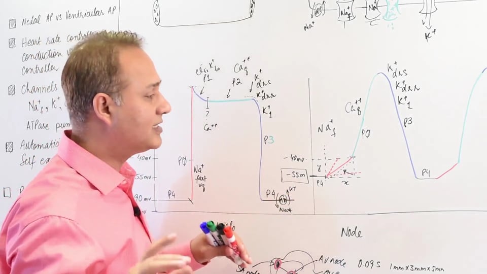 Autonomic Control of the Nodal Action Potentials