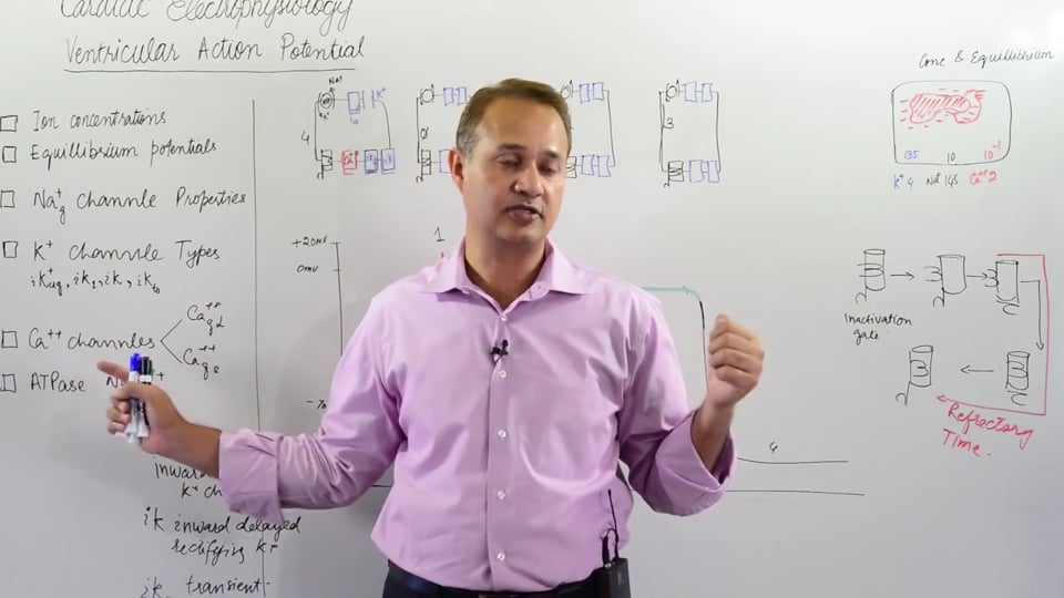 Ventricular Action Potentials