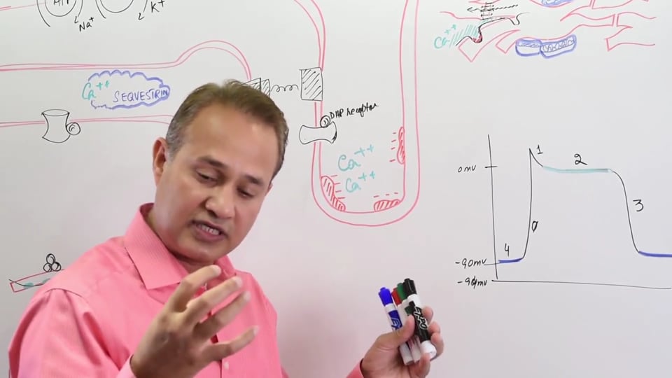 Excitation Contraction Coupling