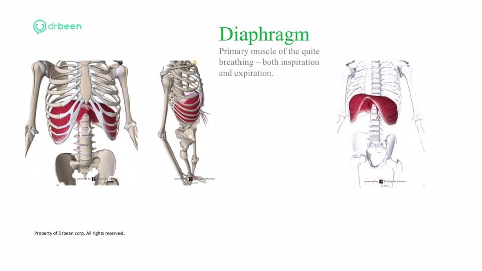 Muscles of Breathing