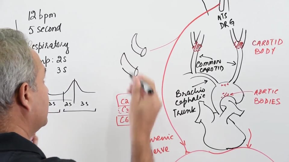 Regulation of Breathing