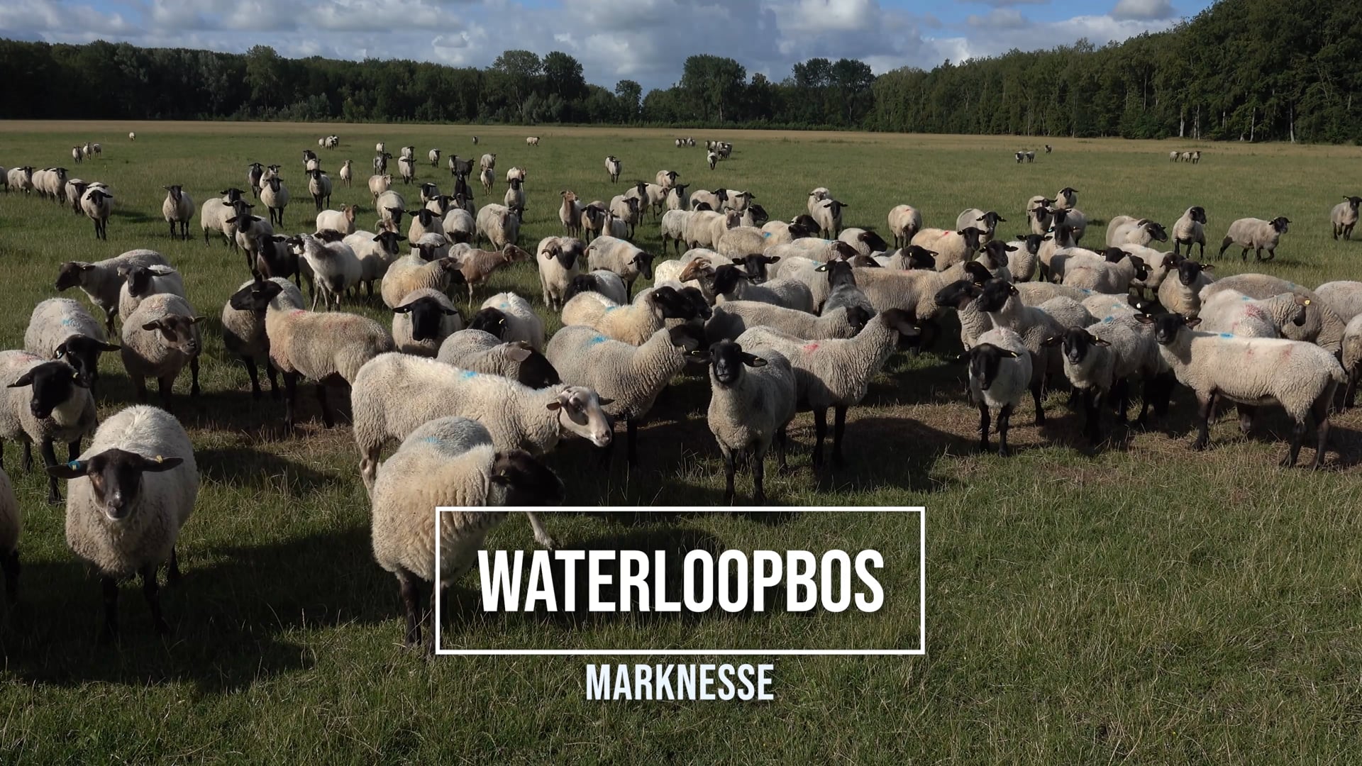 Waterloopbos