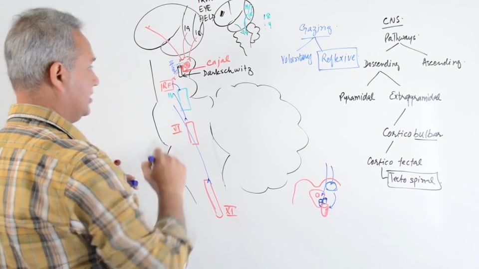 Corticotectal Tract Introduction