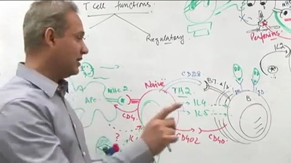 T Cell Functions (part 5)