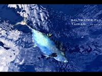 Saltwater fly fishing in Taiwan