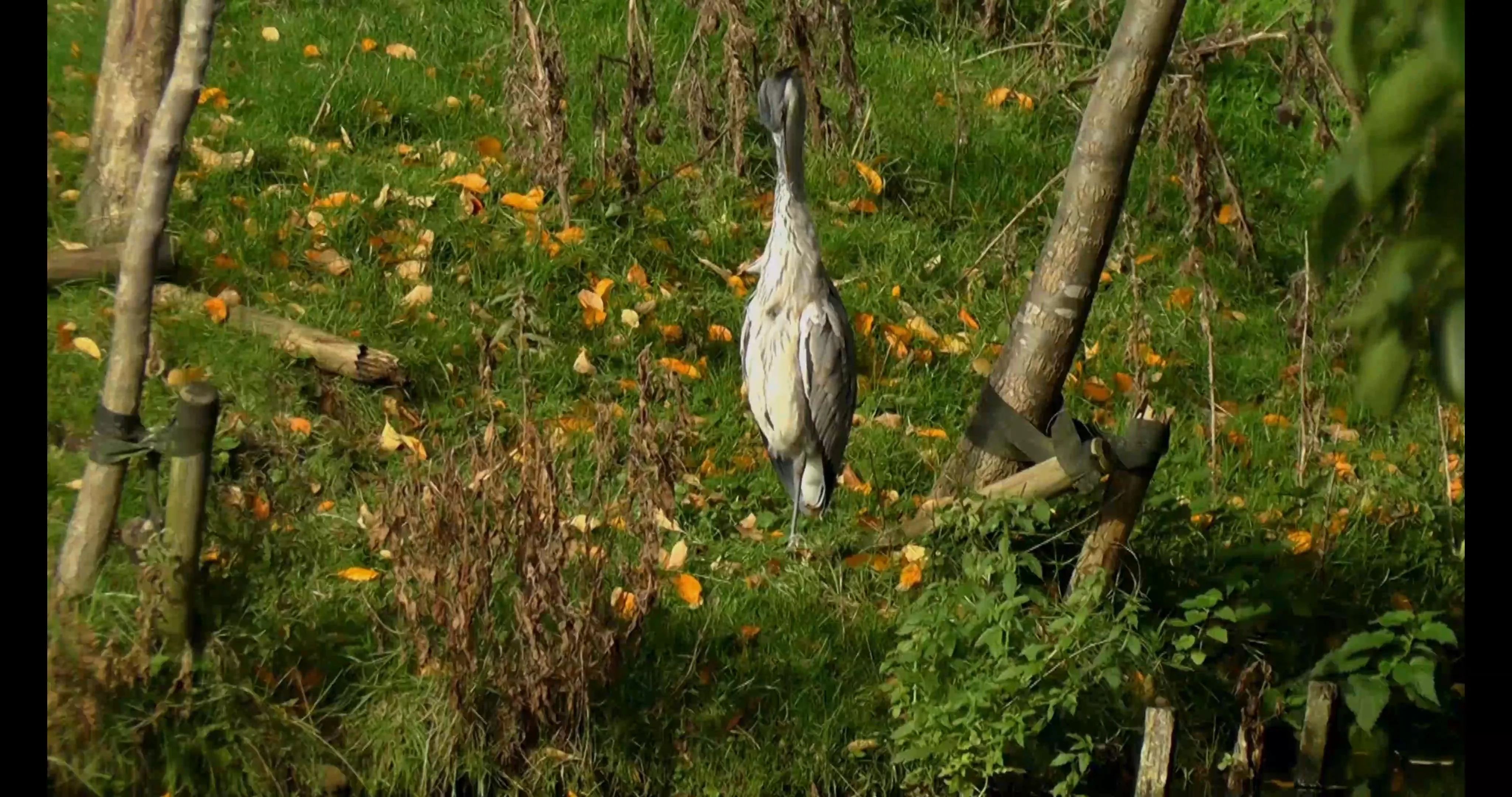 NEW NATURE VIDEO on Vimeo