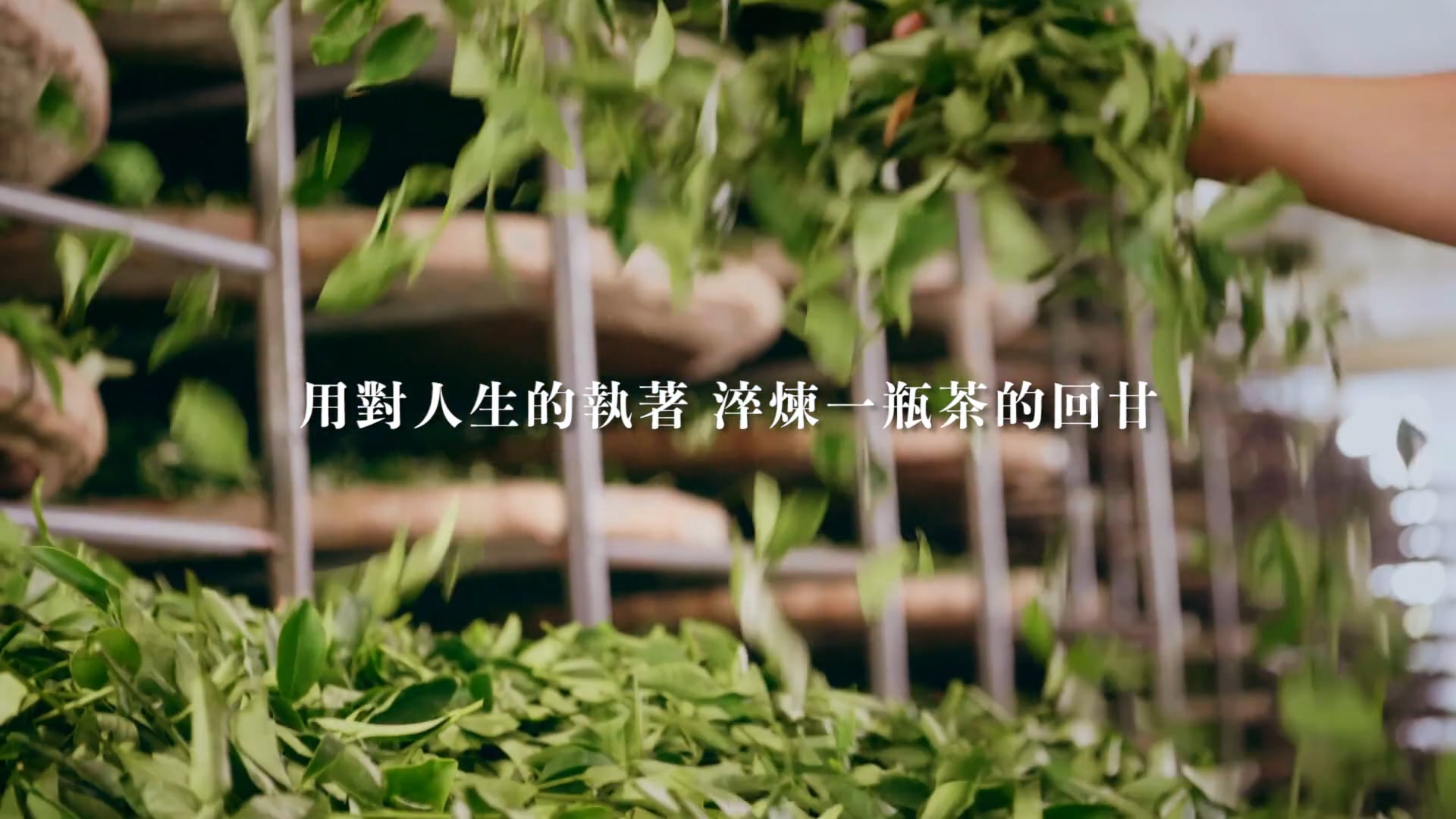 茶裏王-用對人生的執著，淬煉一瓶茶的回甘