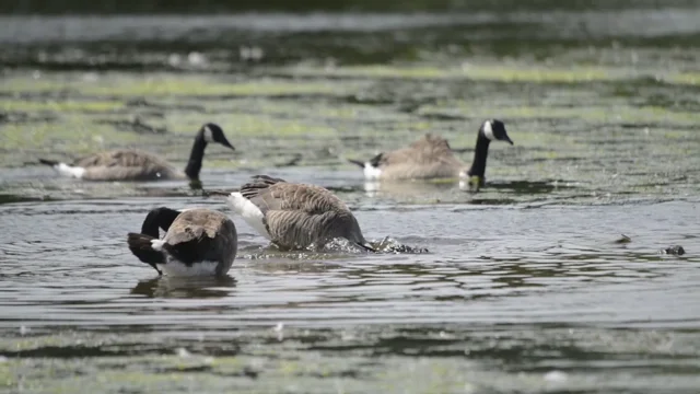 Canada Goose