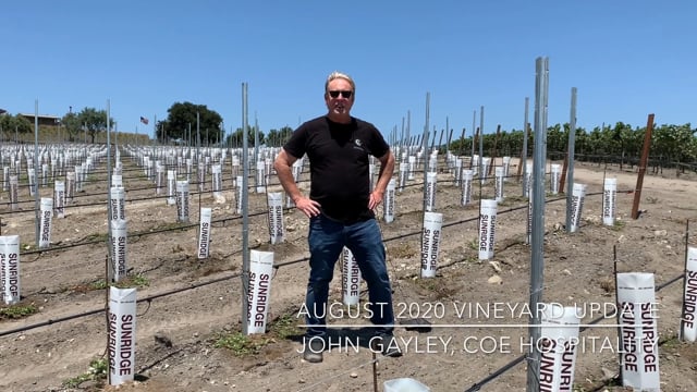 August 2020 Vineyard Update