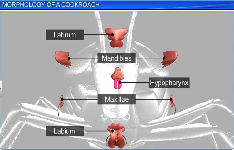 STD 11 - BIO-ZOO - Unit 2 - Chapter 4 - Morphology of a Cockroach on Vimeo