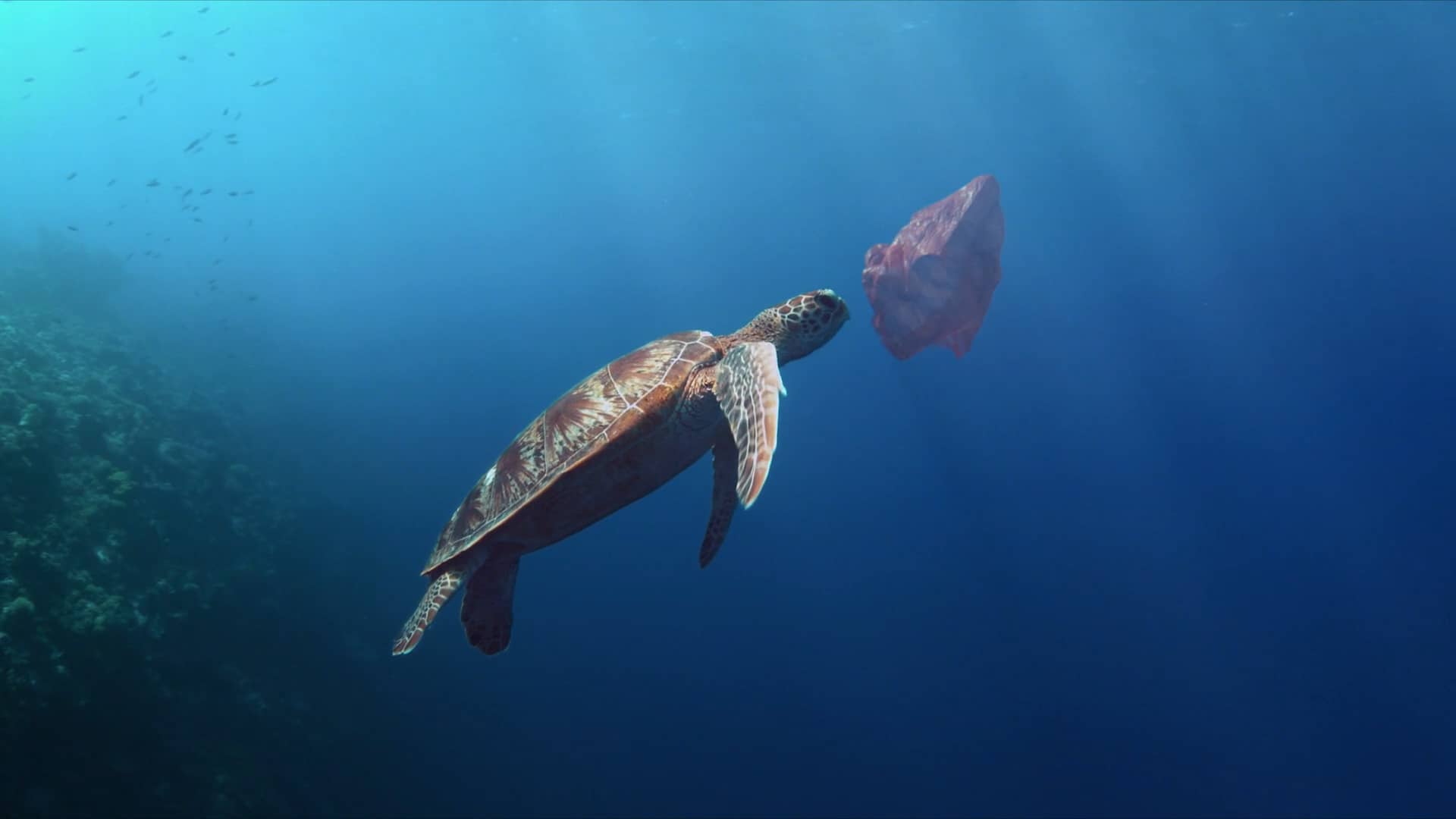 Life Below Water: The Arrival of a New Species on Vimeo