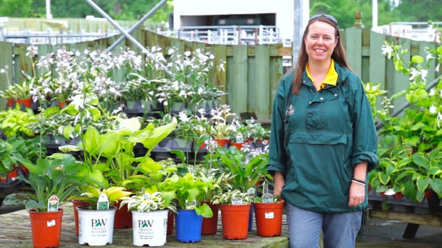 Growing Hostas | Miniature to Giant Varieties Perfect for Shade Gardens