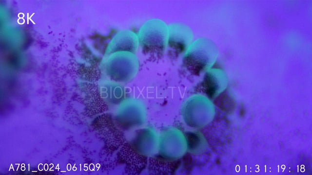 Macro time lapse coral polyp bleaching expelling zooxanthellae under fluorescent light 8K