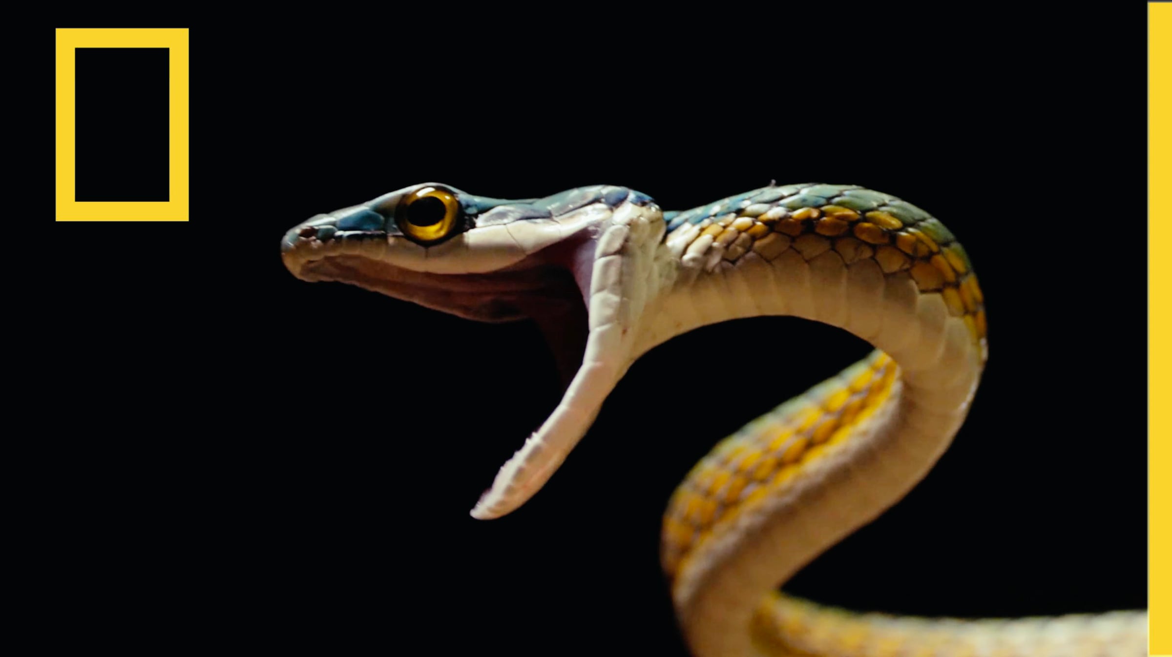 Em Busca das Cobras