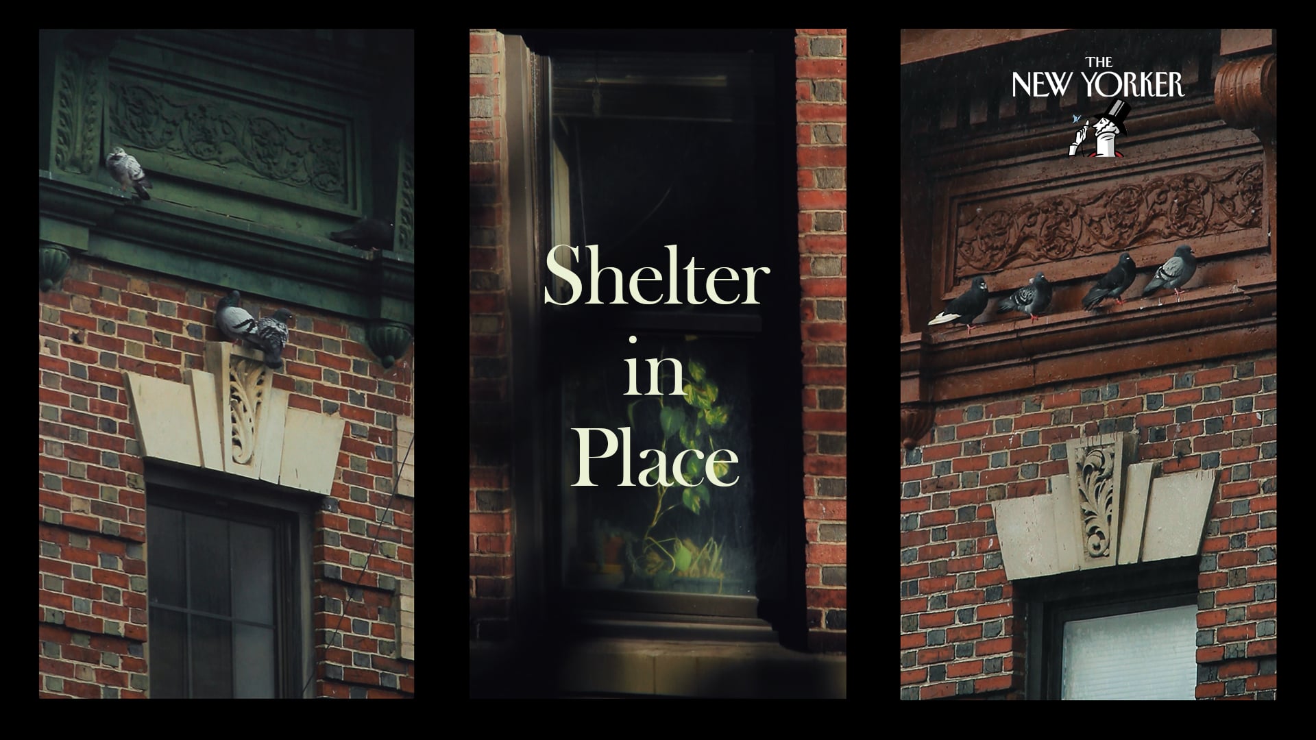 Shelter in Place - The New Yorker