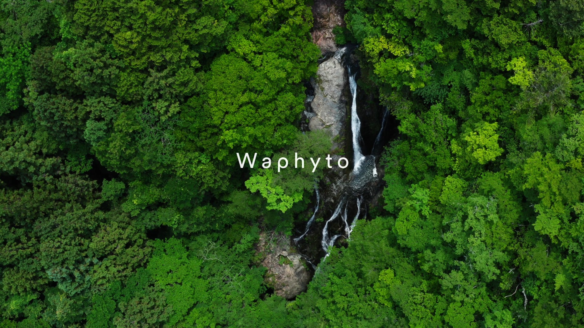 Waphyto Cosmetic Japan