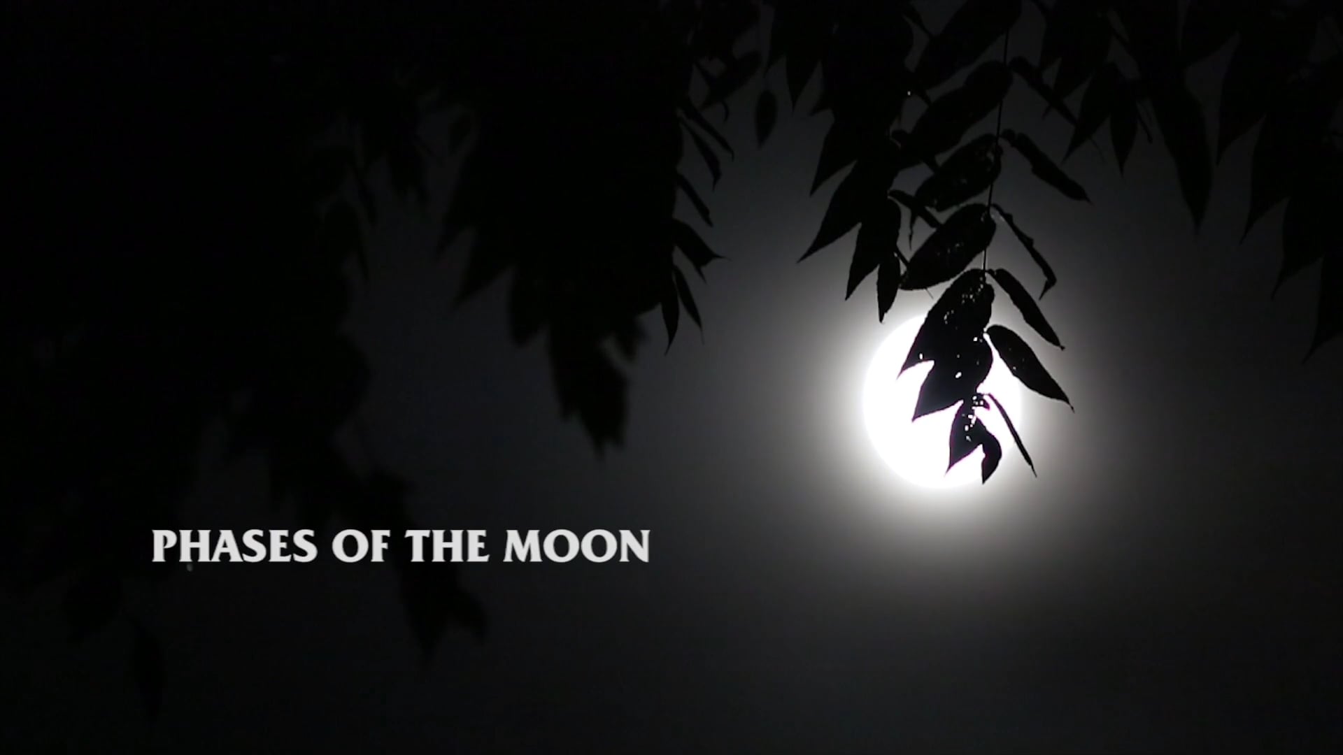 Phases of the Moon | Music Festival Film