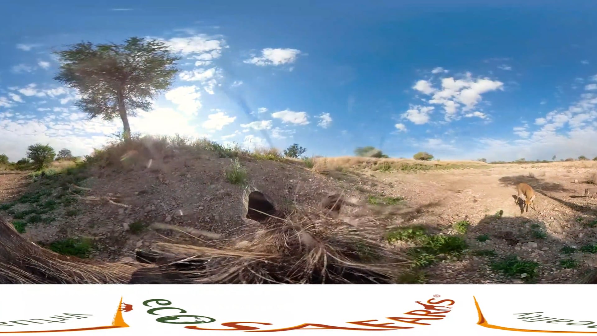 "Pumba ride!" A dos de phacochère en RV (Réalité Virtuelle) 360° ECOSAFARIS®