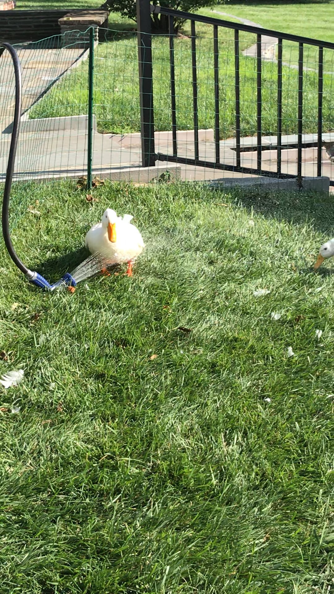 Solution to Bored Ducks on Vacation 2 on Vimeo