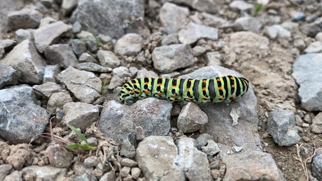 Silkworm, Worm, Silk. Free Stock Video - Pixabay