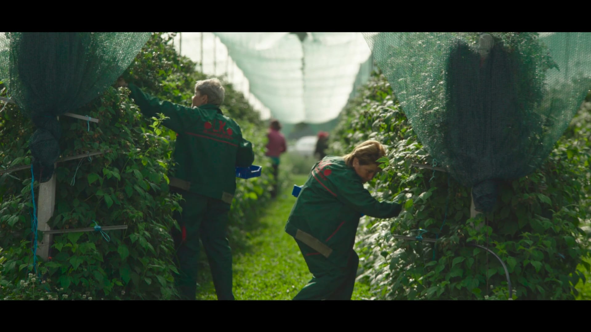 USAID - Raspberry & Aronia
