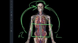  Taping Options for Abdomen and Diaphragm