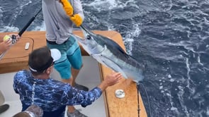 Weekend White Marlin Open Clips — Ocean City, Maryland