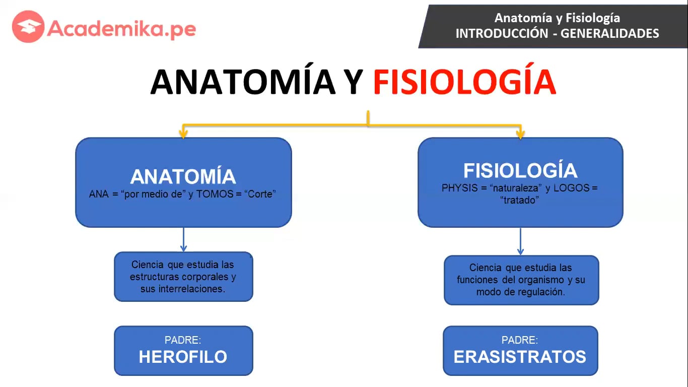 ¿Qué es la Anatomía?