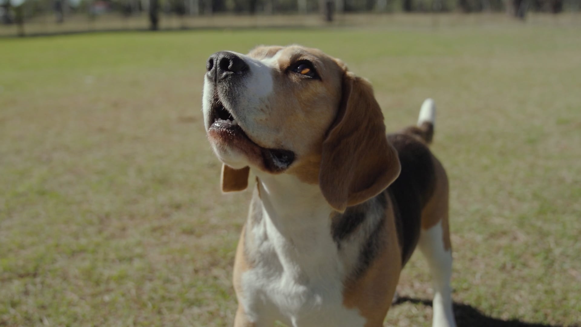 Meet a Beagle
