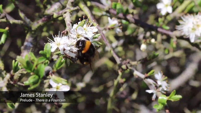 vimeo-video-thumbnail