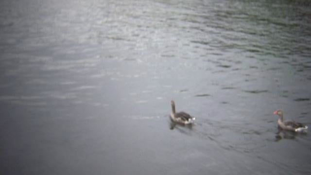 3 Ducks on Vimeo