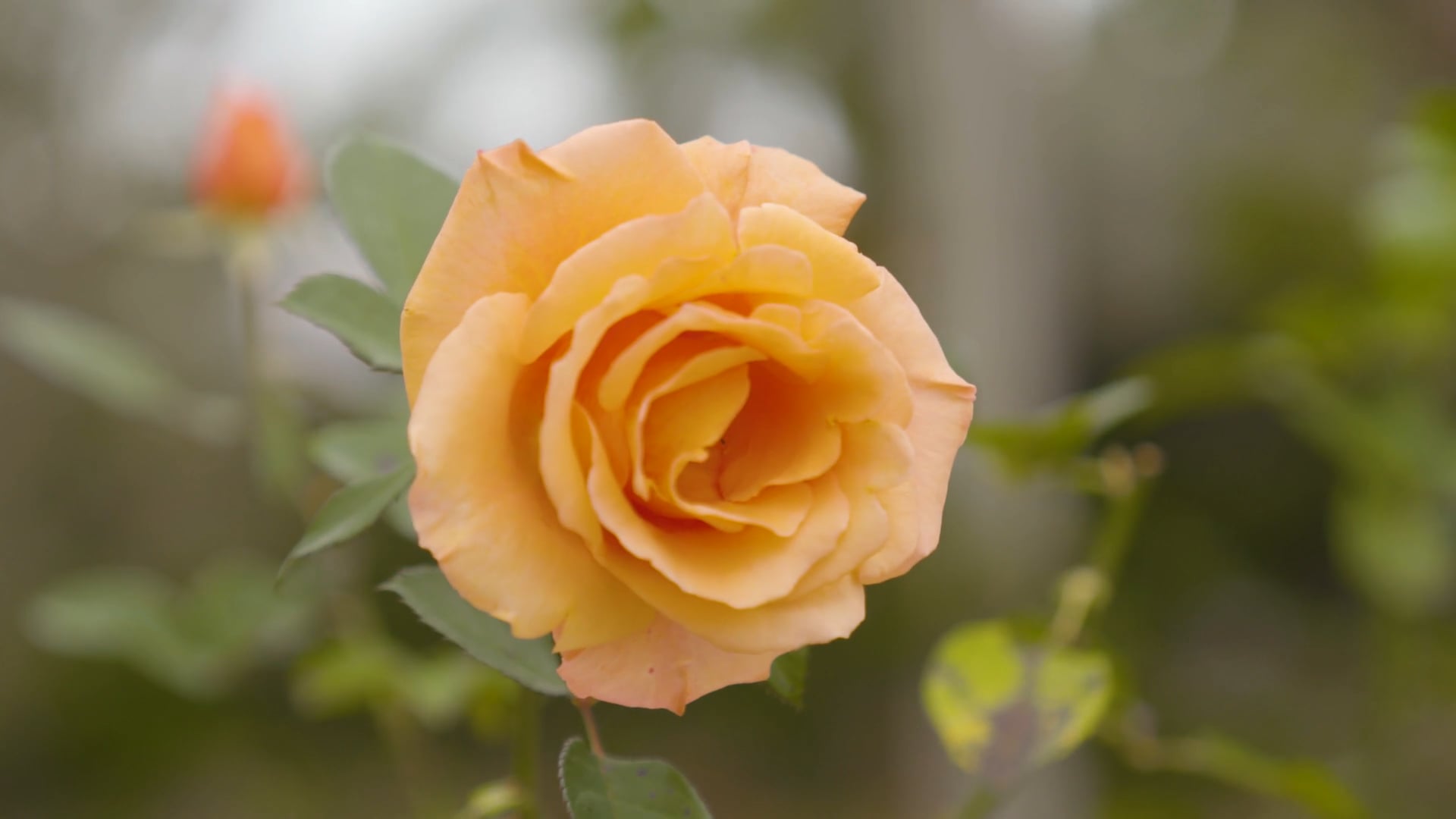Caring For Roses: Easy Tips & Tricks